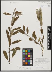 Foto von Salix triandra subsp. amygdalina (L.) Schübl. & G. Martens